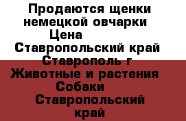 Продаются щенки немецкой овчарки › Цена ­ 6 000 - Ставропольский край, Ставрополь г. Животные и растения » Собаки   . Ставропольский край